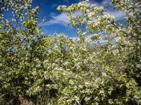 «Ранетки лежали под снегом»: история первого в Якутии яблоневого сада