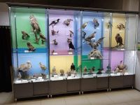 Краеведческий музей г. Черкесска