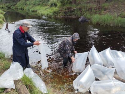 Свыше 270 тысяч личинок пеляди выпустили в Вилюйское водохранилище Мирнинского района