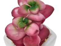 Суккулент Monteleto