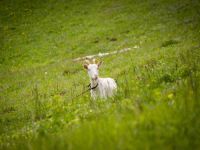 Парк «Городской лес»