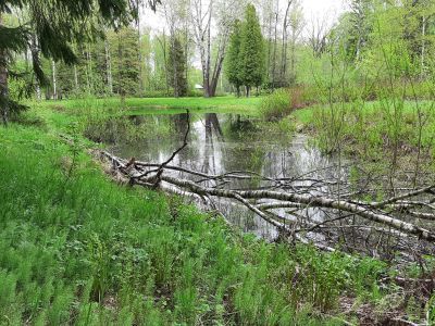 Пруд на Новом питомнике