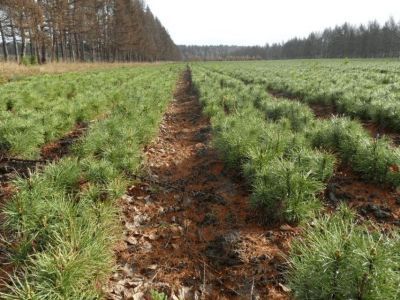 «Полиметалл» намерен продолжить восстанавливать лес в Якутии