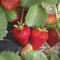 Земляника садовая Фраголареа НФ149 (5 шт)