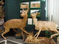 Отдел природы Иркутского краеведческого музея им. Н. Н. Муравьева-Амурского