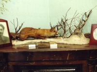 Музей С. М. Кирова