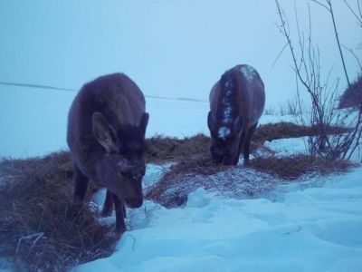 Трапезу самок изюбра запечатлела фотоловушка национального парка «Ленские столбы»