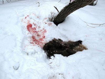 Смерть от когтей хищника. Следователи выясняют обстоятельства гибели Александра Крылова