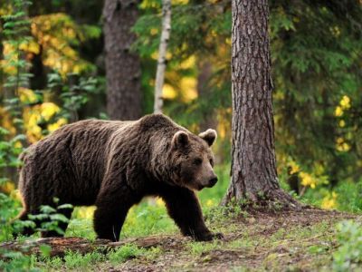 В поселке Белая Гора Абыйского района ликвидировали двух медведей