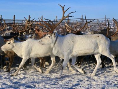 В Якутии планируют распространить пилотный проект по сохранению таежного оленеводства