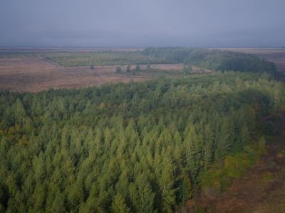 Зеленая дубрава