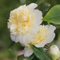 Камелия японская Брашфилд`с Йеллоу