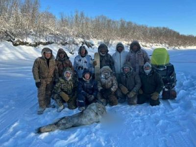 В Томпонском районе Якутии с начала года хищниками затравлено более 400 оленей и 30 лошадей