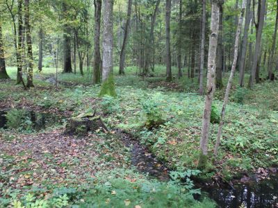 Лабиринт водный