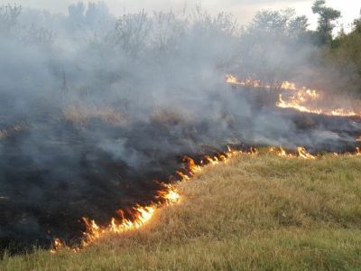 Россельхознадзор по Якутии: Не допускайте зарастания земельных участков сорной растительностью