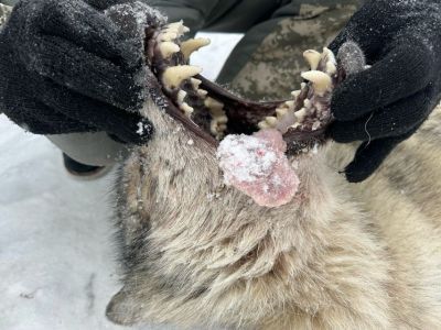 Волка, который терроризировал жителей и убивал собак в якутском поселке Пеледуй, ликвидировали