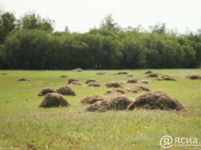 В Якутии заготовлено 83,9% сена от запланированного объёма