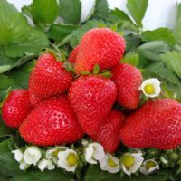 Земляника садовая Вима Ксима (5 шт)
