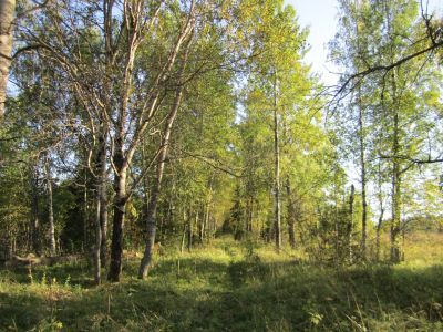 Усадьба Ипполитова. Парк