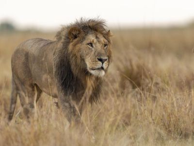 В Италии лев сбежал из цирка и несколько часов гулял по городу