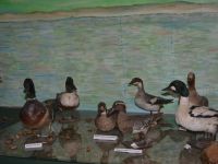 Сковородинский районный краеведческий музей им. П. А. Флоренского