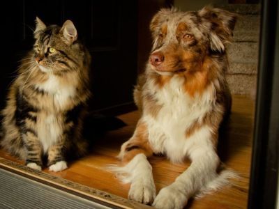 Кошки и собаки могут заражаться "омикроном" от своих хозяев