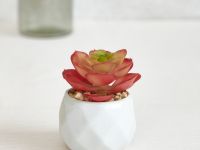 Суккулент Apostolello