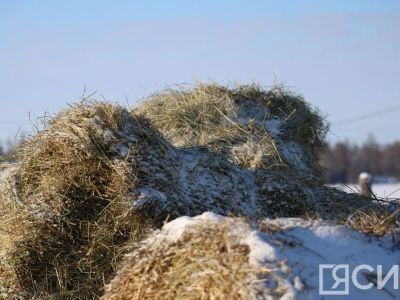 В Якутии заготовлено 411 тысяч тонн сена