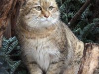 Московский зоопарк