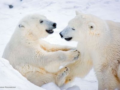 Победитель конкурса об Арктике примет участие в авиамониторинге белых медведей в Якутии