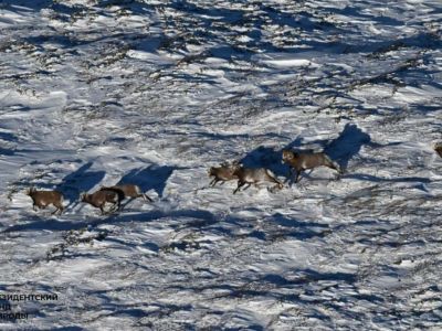 В Якутии начали следить за популяцией снежного барана / ЯСИА   