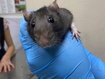 Ветеринары Якутии провели операцию годовалой крысе с некрозом хвоста