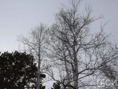 Берёзовый сок: учёные рассказали о пользе и вреде для организма человека