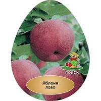 Яблоня Лобо (подвой семенной)