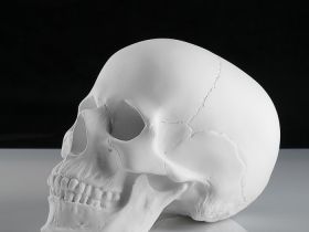 Гипс Череп анатомический, h-22 см.