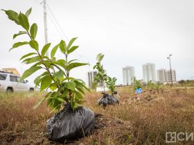 В День окончания Второй мировой войны в Якутске высадили 80 кустов сирени