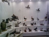 Историко-краеведческий музей им. А. Ф. Ведерникова г. Еманжелинска