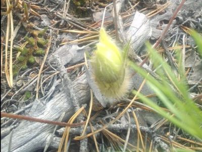 ФОТОФАКТ. Подснежники в Павловске