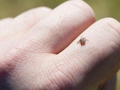 Более ста человек пострадали от укусов клещей в Якутии