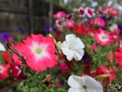 Сотрудники управления госстройжилнадзора Якутии высадили цветы в День эколога