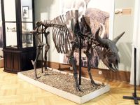 Губернский музей г. Тобольска