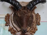 Зоологический музей Дагестанского государственного университета