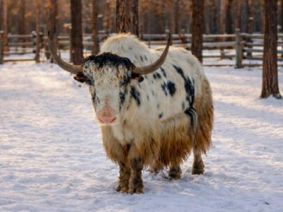 АЛРОСА расширит поддержку природного парка «Живые алмазы Якутии»