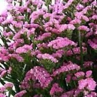 Статица КИС Роуз (1уп-1000шт)