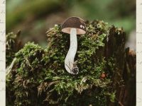 Деревянная брошка Дворникова А. "Подберёзовик"