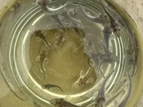 В реку Лену выпустили около 275 тысяч особей молоди сибирского осетра