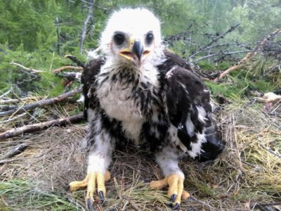 Орнитолог прокомментировал видео с необычной птицей в Якутии