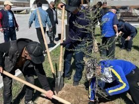 В Якутии отметили Всемирный день борьбы посадкой деревьев в честь олимпийцев
