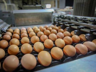 Наталия Дягилева: «Развитию птицеводства уделено особое внимание»