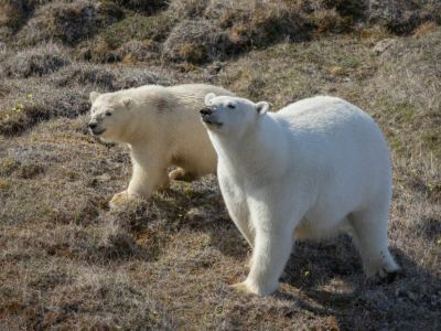 Заповедник «Медвежьи острова» может быть номинирован в список наследия ЮНЕСКО